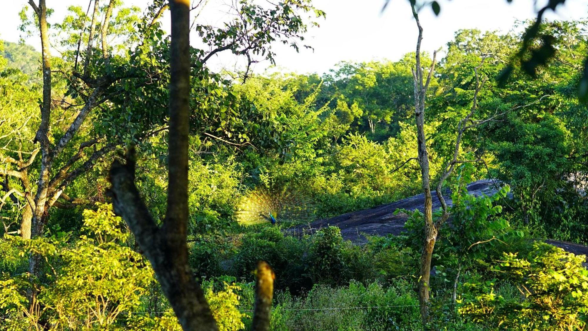 Sigiri Saat Cabana Sigiriya Ngoại thất bức ảnh