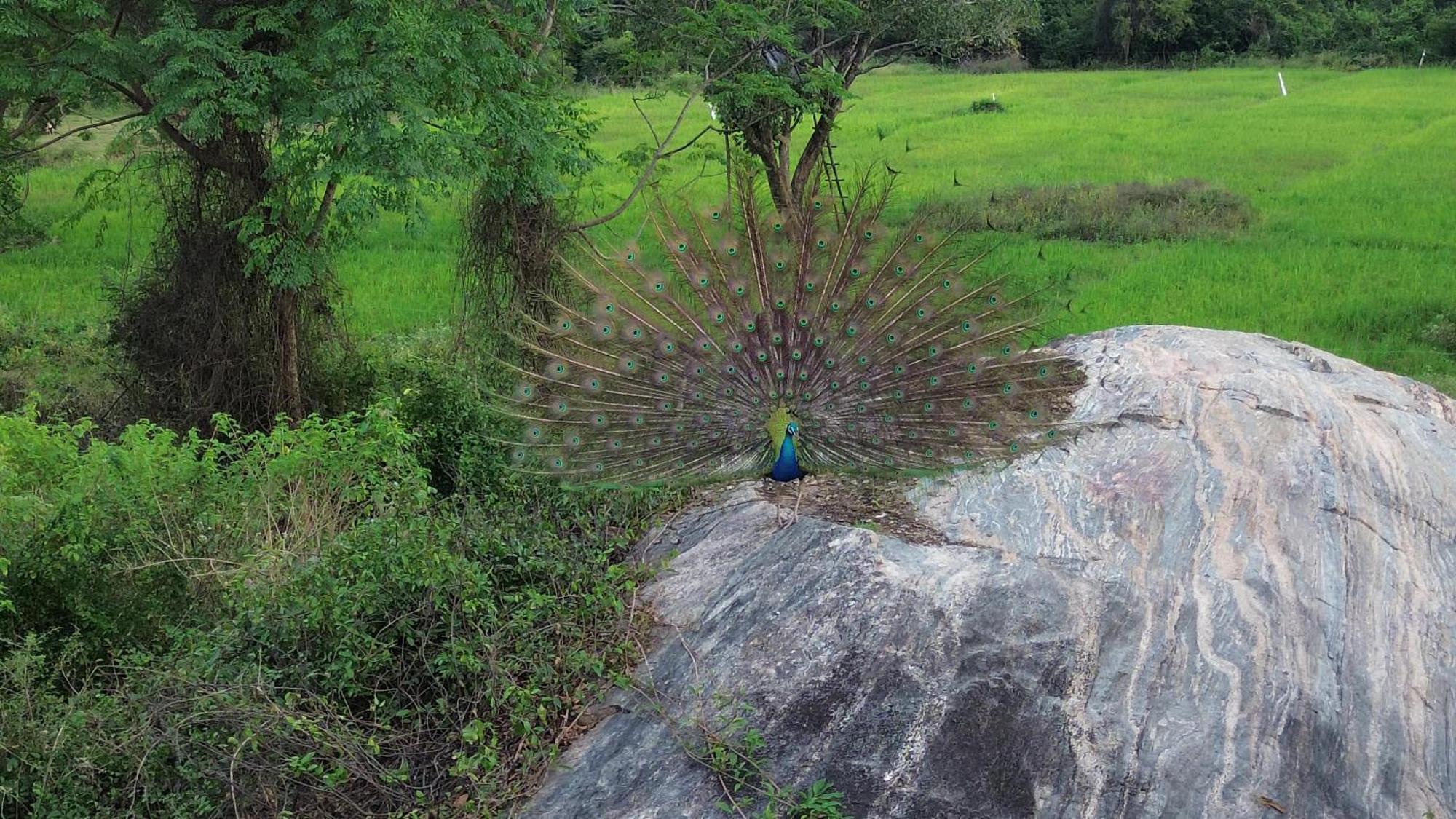 Sigiri Saat Cabana Sigiriya Ngoại thất bức ảnh