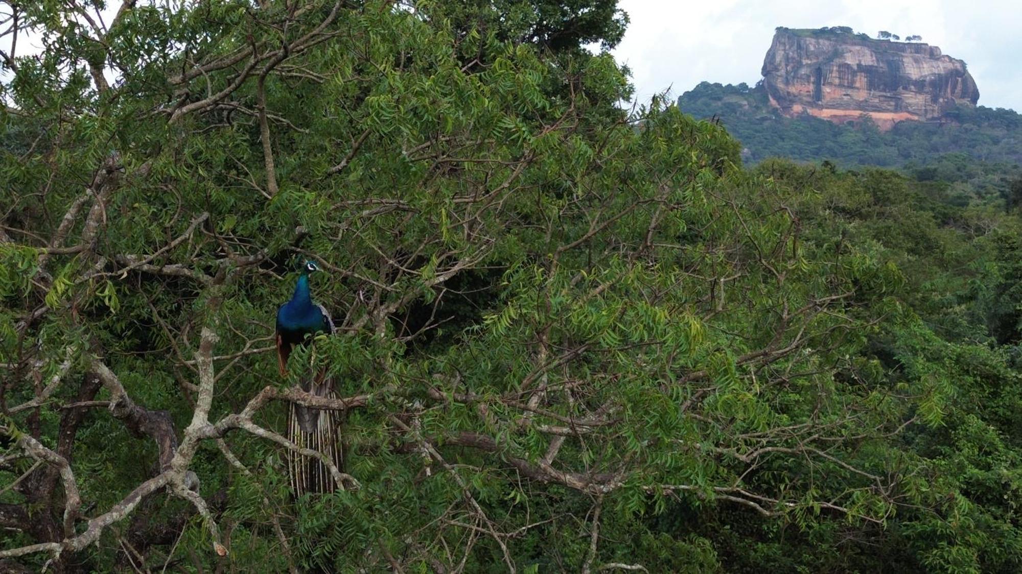 Sigiri Saat Cabana Sigiriya Ngoại thất bức ảnh
