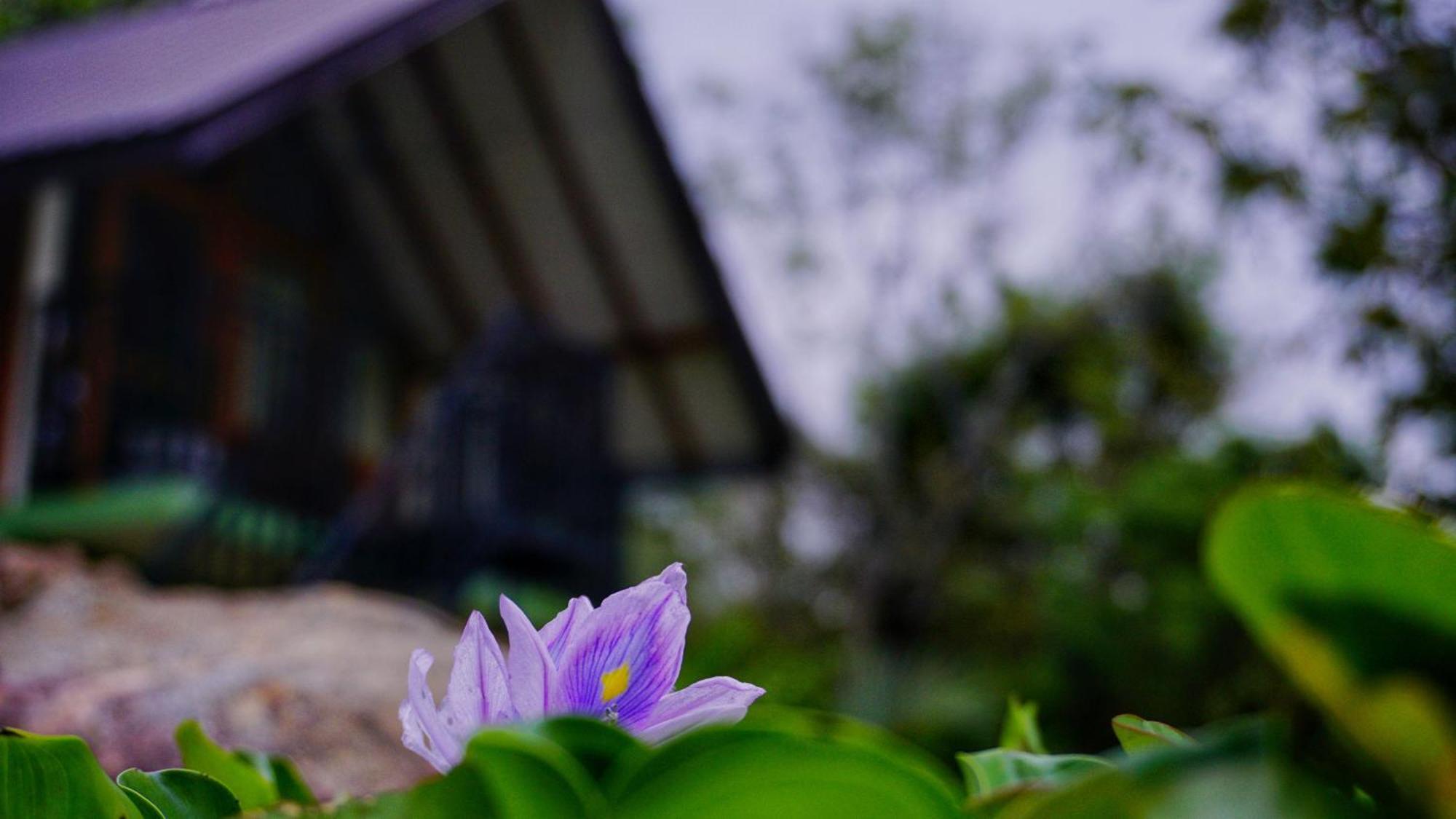 Sigiri Saat Cabana Sigiriya Ngoại thất bức ảnh